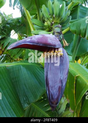 Bananenblüte, blühender Bananenbaum, geöffnetes Blütenblatt für Bananenbusch, vertikale Ansicht. Stockfoto