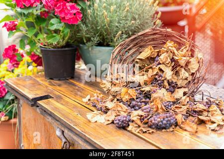 Trauben von roten Weinreben mit trockenen Blättern liegen darin Handgefertigter Korbkorb Stockfoto