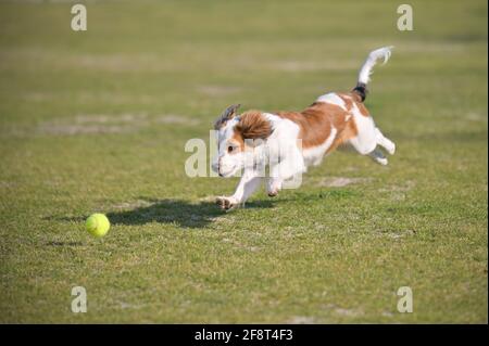 Fröhlicher junger reinrassige Hund kooiker, der auf dem Grasfeld nach dem Tennisball läuft. Stockfoto