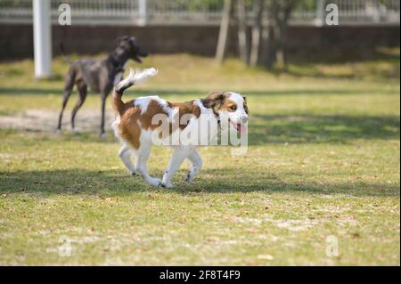 Glücklicher junger reinrassige Hund kooiker, der mit der Zunge aus dem Gras läuft. Stockfoto