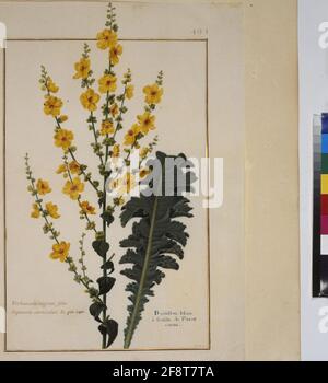 Kabeljau. Min. 53, Band 10, fol. 495r: Florilegium des Prinzen Eugen von Savoyen: Verbascum nigrum – dark mullein ganze Seite: Pflanzenstudie (mullein, 'Verbascum nigrum Folio Papaueris corniculati B. PIN. 240. Bouillon Blanc à feuille de Pavillon cornu'). In: Florilegium des Prinzen Eugen von Savoyen, Paris, 3. Viertel des 17. jh. Stockfoto