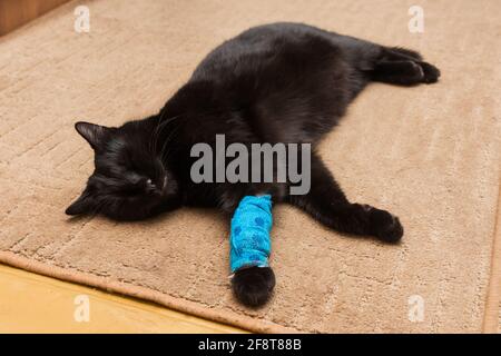 Ungesunde schwarze Katze mit einer wund bandagierten Pfote schläft oder ruht zu Hause auf einem Teppich. Stockfoto