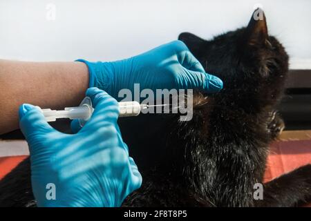 Tierarzt Arzt in medizinischen Latexhandschuhen, die einer ungesunden schwarzen Katze eine Injektion geben. Stockfoto