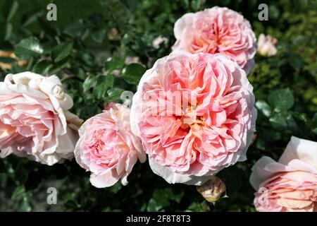 Wunderschöne Nahaufnahme über der Ansicht eines großen korallenroten Pfingstrosenbusches, der am hellen Sommertag im Garten des Hinterhofs blüht. Garten Blume Dekoration und Stockfoto