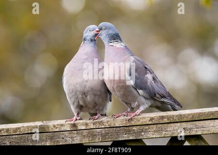 Holztauben küssen (Columba palumbus) Stockfoto