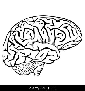 Menschliches Gehirn, Skizze. Vektor, schwarze Kontur des menschlichen Gehirns auf weißem Hintergrund. Das Hauptorgan des Denkens. Gehirnsilhouette. Stock Vektor