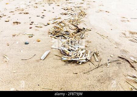 Razorfish (auch bekannt als Razorshell, Rasiermuschel, gewöhnlicher Rasierer und Schwertrasierer) sind eine Reihe von Muscheln Arten, die an der britischen Küste verbreitet sind Stockfoto