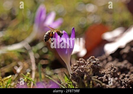 Eine Biene sammelt Nektar in einer Krokusblüte. Stockfoto