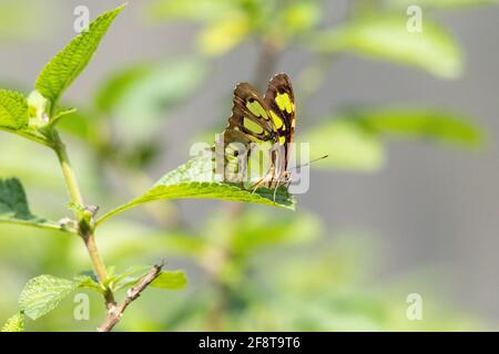 Grüner Malachitschmetterling Siproeta stelenes steht auf einem Blatt in Ein neotropischer Garten in Kuba Stockfoto