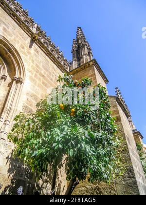 Alte Kathedrale in andalusien mit Orangenbaum davor Stockfoto