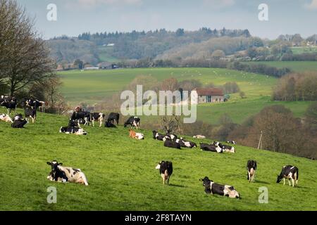 Kühe im Feld mit Frühlingslandschaft vom öffentlichen Fußweg aus gesehen in der Cranborne Chase AONB, Tisbury, Wiltshire, England, Vereinigtes Königreich, Europa Stockfoto