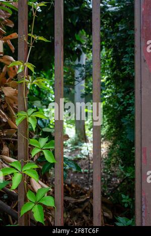 Blick durch ein Tor mit Metallstangen und Reben zu Ein geheimer Garten im Inneren Stockfoto