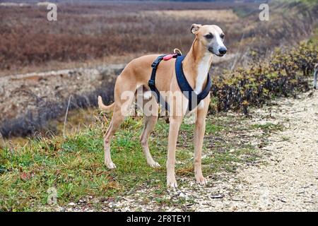 Spanish galgo, Galgo Español, Spanish Greyhound, Greyhound Stockfoto