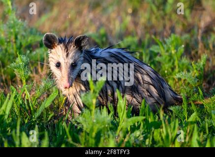 Virginia opossum (Didelphis virginiana) ist das einzige Beuteltier in Nordamerika. Sheldon Lake State Park, Houston, Texas, USA. Stockfoto