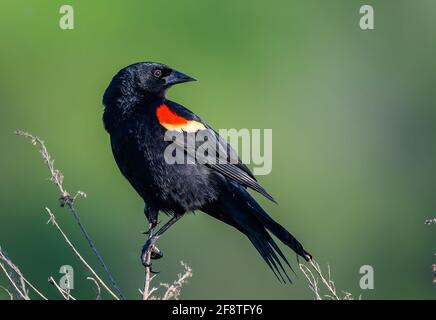 Ein männlicher Rotflügelvögel (Agelaius phoeniceus), der auf einem Stock thront. Sheldon Lake State Park, Houston, Texas, USA. Stockfoto