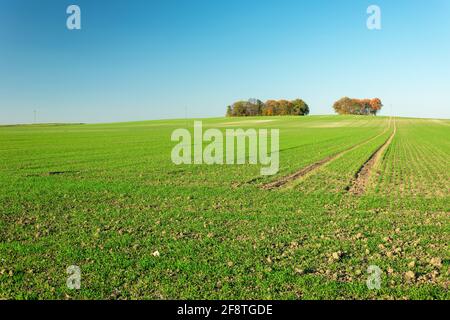 Ein riesiges grünes Feld mit wachsendem Getreide, Bäume auf einem Hügel, Staw, Lubelskie, Polen Stockfoto