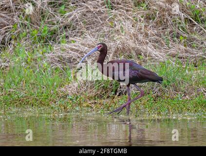 Ein Weißgesicht-Ibis (Plegadis chihi), der am Seeufer auf Nahrungssuche ist. Galveston State Park, Houston, Texas, USA. Stockfoto