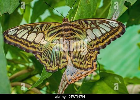 Ein Clipper 'Brush Footed' Schmetterling, der auf einem Blatt mit ruht Ein weiterer Schmetterling auf der Unterseite Stockfoto