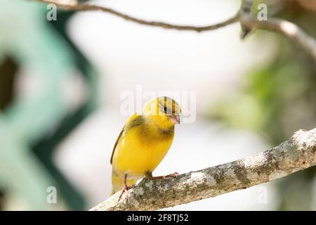 Auf den Kanarischen Inseln kommt der leuchtend gelbe männliche Atlantische Kanarenvögel Serinus canaria vor. Stockfoto