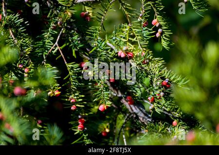 Taxus cuspidata, die japanische Eibe oder ausbreitende Eibe, ein Nadelbaum. Schöne rote Beeren in der Sonne, genannt Arils mit einem roten fleischigen Becher. Stockfoto