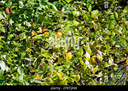 Chinesischer Quitten-Baum mit Früchten. Ein Strauch oder kleiner Baum, der die Quitten trägt, stammt aus Westasien. Stockfoto