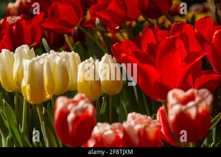 Feld von schönen blühenden bunten Tulpen Stockfoto