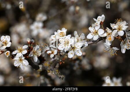 Blühende Schlehdornzweige im Frühling im Wald. Stockfoto