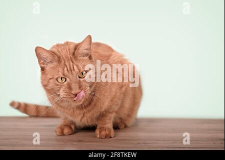 Nette Ingwer Katze sitzen und lecken Lippen. Horizontales Bild mit Kopierbereich. Stockfoto