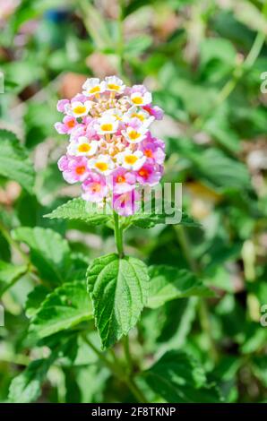 Blume Der White-Sage-Pflanze Stockfoto
