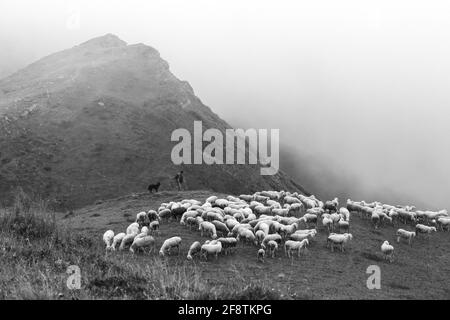 Hirte mit Hund und Schafherde. Weiden in der Nähe des Giau-Passes. Die Dolomiten. Italienische Alpen. Europa. Stockfoto