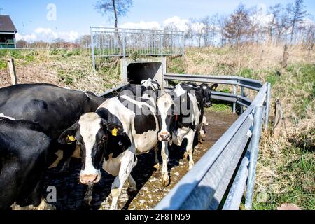 Niedersachsen, 15. April 2021, Südbrookmerland: Zahlreiche Kühe laufen über einen Feldweg, der durch einen Tunnel führt. In vielen Regionen Niedersachsens dürfen die Kühe mit Frühlingsbeginn wieder auf die Wiesen. Das Grünlandzentrum Niedersachsen/Bremen hat die Weidesaison auf dem Bauernhof der Familie Meyenburg offiziell eröffnet. Foto: Hauke-Christian Dittrich/dpa Stockfoto