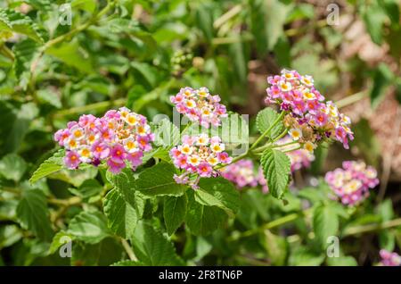 Rosa, Gelb Und Weiß, Lantana-Blumen Stockfoto