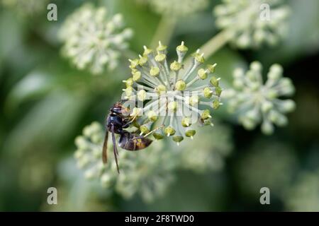 Vespa velutina nigrithorax Fütterung oder Fliegen auf Efeu Stockfoto