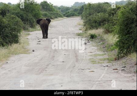 Ein eineinziger Elefant, von hinten abgebildet, der in Botswana einen Buschpfad entlang geht Stockfoto