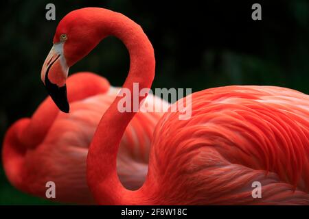Flamingo im Profil mit ruhenden Flamingo im Hintergrund., (phoenicopterus sp) Stockfoto
