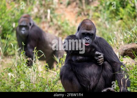Ausgewachsene weibliche westliche Tieflandgorilla, die das Handgelenk anschaut, als ob sie es wäre Überprüfen der Zeit mit Make Gorilla im Hintergrund Stockfoto
