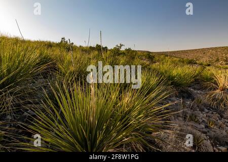 Green Sotol, Dasylirion leiophyllum, entlang des Walnut Canyon Desert Drive im Carlsbad Caverns National Park, New Mexico, USA Stockfoto