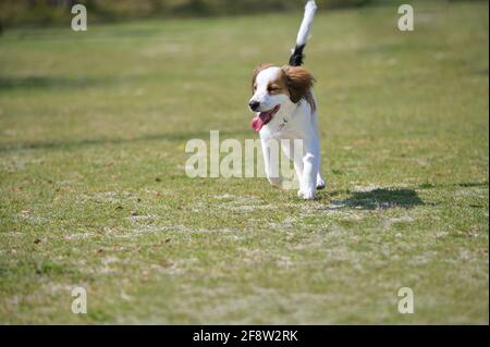 Glücklicher junger reinrassiger Hund kooiker, der mit der Zunge aus dem Gras läuft. Stockfoto