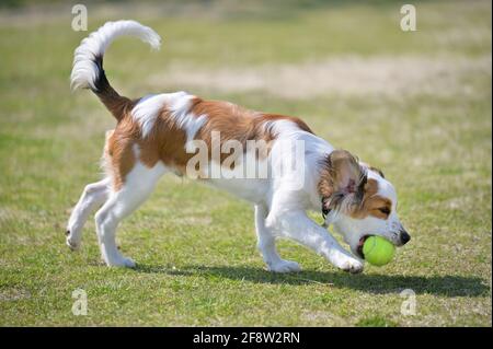 Der junge reinrassige Hund kooiker, mit einem Tennisball im Mund, der auf dem Rasen spielt. Stockfoto