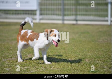 Glücklicher junger reinrassige Hund kooiker, der mit der Zunge aus dem Gras läuft. Stockfoto