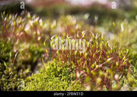 Makroaufnahme von roten Moosstielen mit grünen Sporenkapseln. Makro natürlicher Hintergrund. Stockfoto