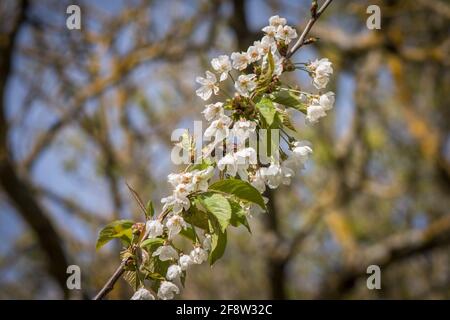 Nahaufnahme der Kirschblüte im Frühling mit blauem Himmel dahinter, prunus avium, Andalusien, Spanien. Stockfoto