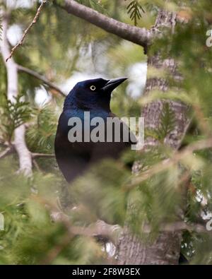 Nahaufnahme eines Greifvogels mit Profilaufnahme, die in ihrem Lebensraum und ihrer Umgebung auf einem Zedernzweig thront. Bild. Bild. Hochformat. Stockfoto