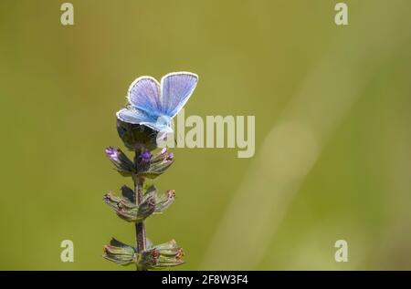 Ein männlicher Südlichen Gemeinsamen Blau, gemeinsame Blauer Schmetterling, Polyommatus icarus/Celina, Andalusien, Spanien. Stockfoto