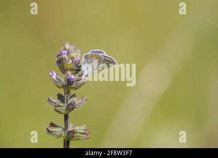 Ein männlicher Südlichen Gemeinsamen Blau, gemeinsame Blauer Schmetterling, Polyommatus icarus/Celina, Andalusien, Spanien. Stockfoto
