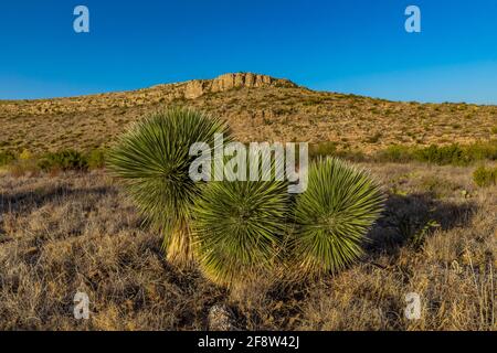 Soaptree Yucca, Yucca elata, entlang des Walnut Canyon Desert Drive im Carlsbad Caverns National Park, New Mexico, USA Stockfoto