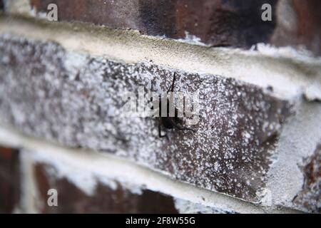 Selektive Fokusaufnahme einer schwarzen Spinne an der Wand Oberfläche Stockfoto