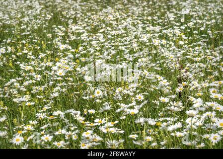 Schöne Sommer floralen Hintergrund mit zarten weißen Kamillenblüten close-up Auf einer Wiese im Gras Stockfoto