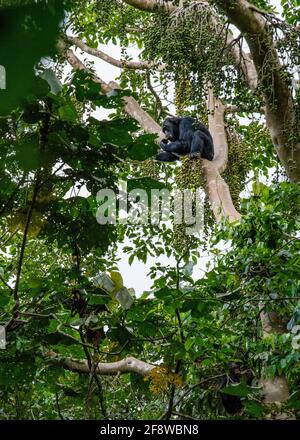 Wilder Schimpanse (Pan troglodytes), der Feigen im afrikanischen Wald in Uganda, Afrika, frisst Stockfoto