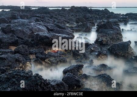 Felsiger Strand voller roter Krabben, während die ankommende Flut die Felsen auf der Insel Santa Cruz, Galapagos, Ecuador, zu bedecken beginnt Stockfoto